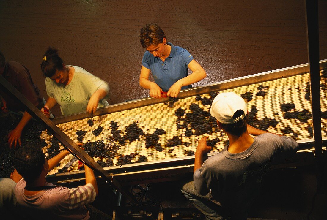 Working at sorting table on Joseph Drouhin Estate, Burgundy