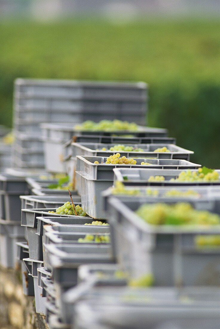 Freshly picked Chardonnay grapes in crates, Burgundy