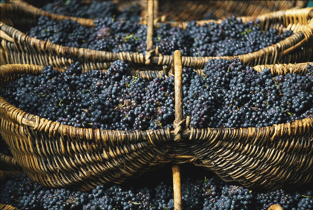 Pinot noir grapes in wicker baskets, Burgundy, France
