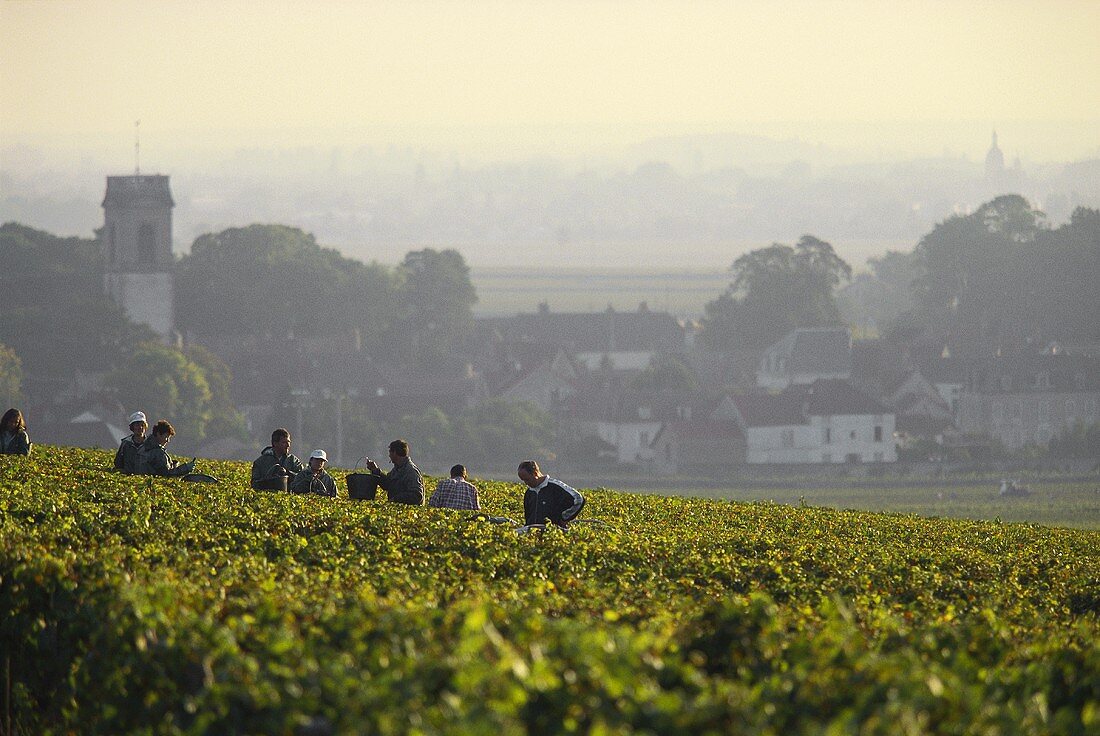 Grape-picking in vineyards of Pommard, Cote d'Or, Burgundy