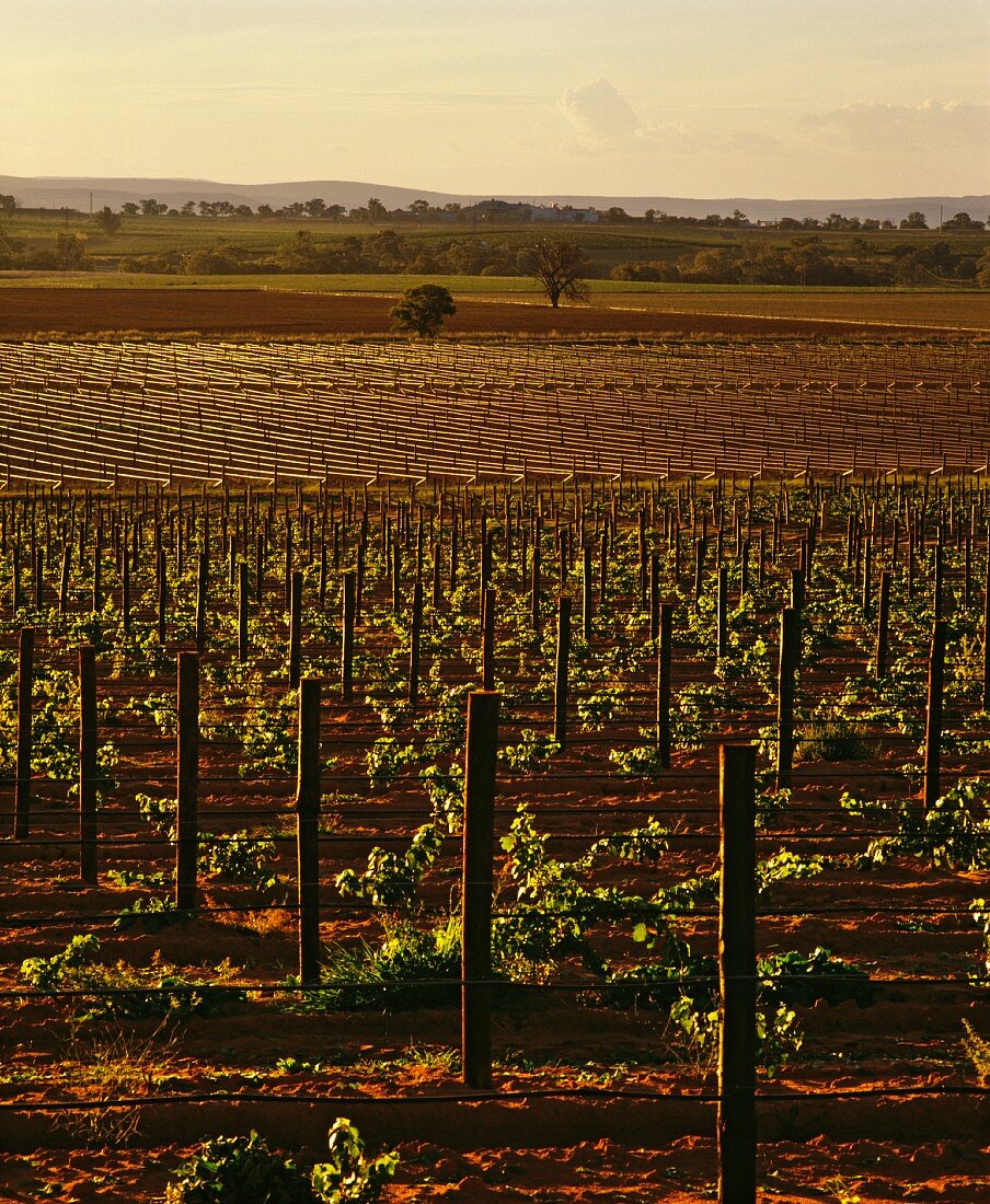 Weinberge vom Richmond Grove Weingut, Barossa,NSW,Australien