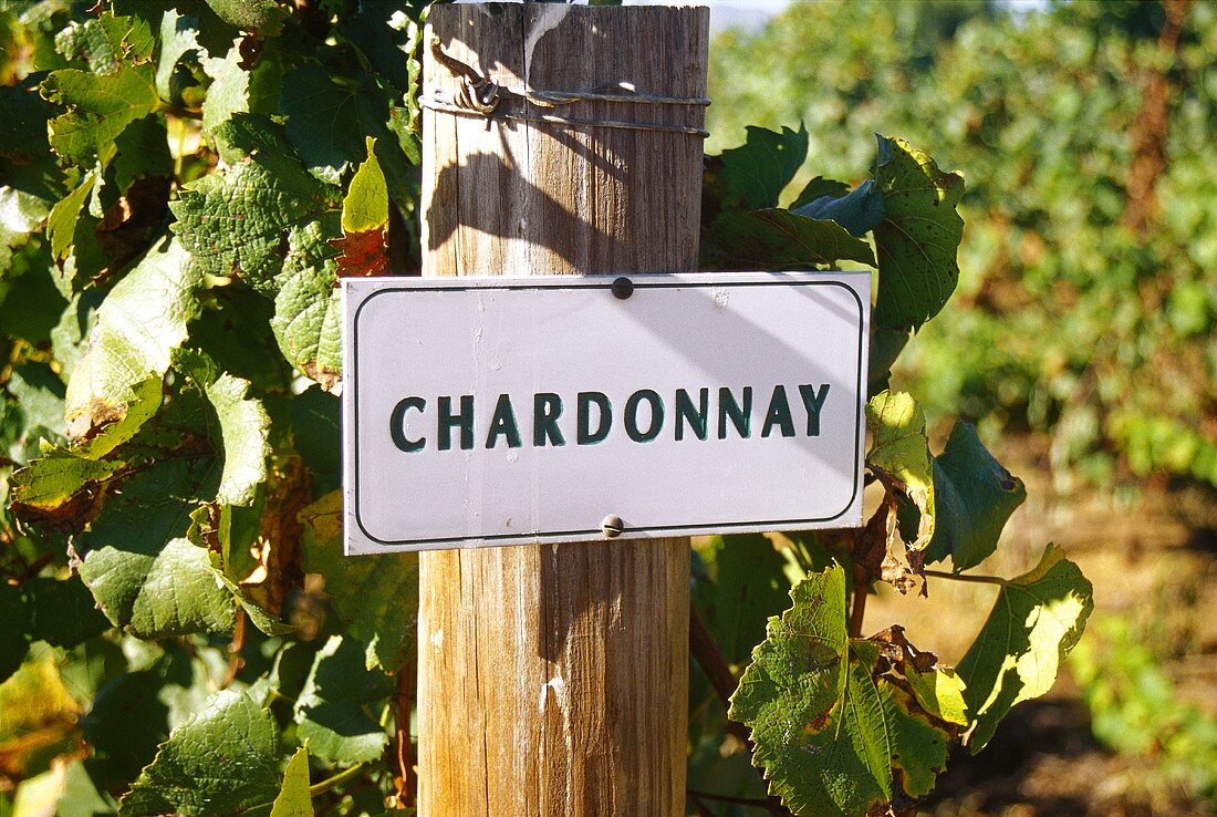 Chardonnay-Weinberg von Bon Courage, Robertson, Südafrika