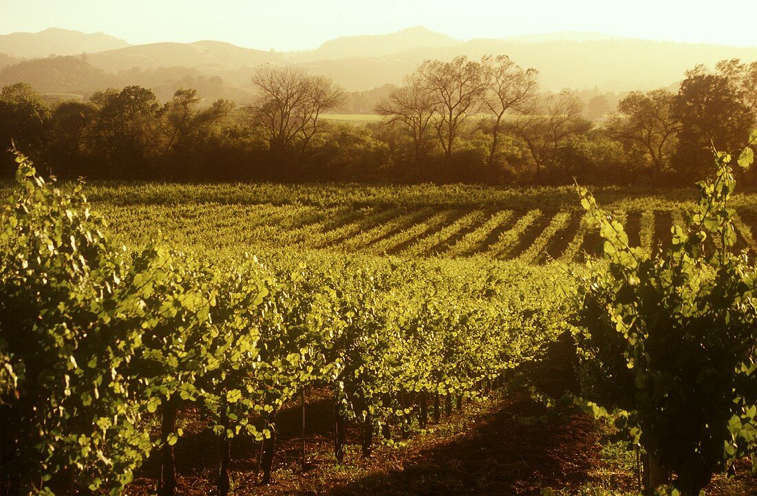 Vineyard in the Napa Valley region, California, USA