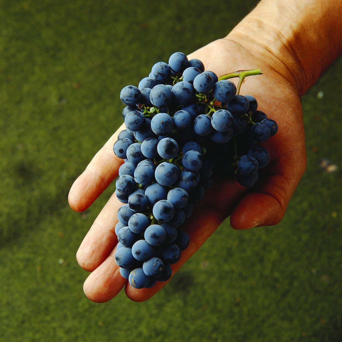 Hand zeigt frische Cabernet Sauvignon-Weintrauben,Maipo,Chile