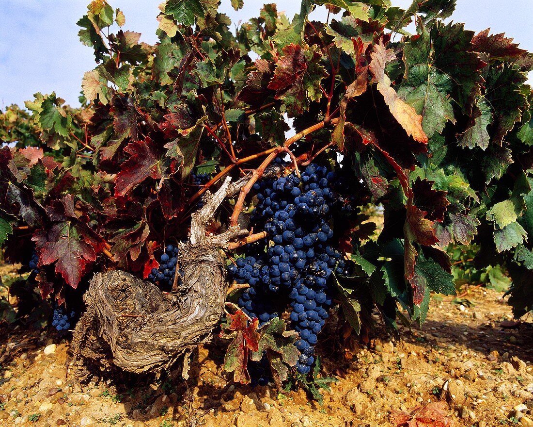 Sechzig Jahre alte Tinto Fino-Weintrauben, Ribera del Duero