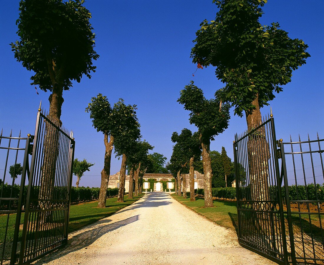 Allee führt zu einem Weinschloss in Bordeaux, Frankreich