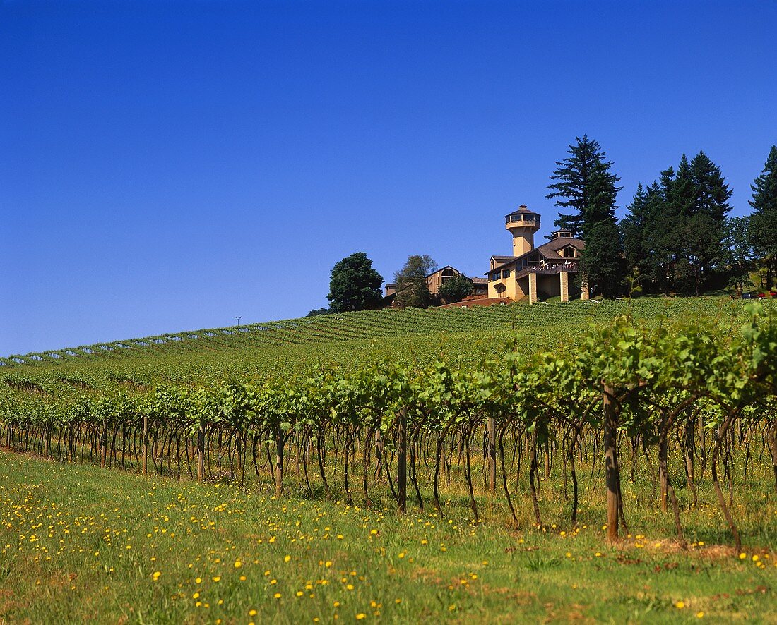 Vineyards in Willamette Valley, Oregon, America