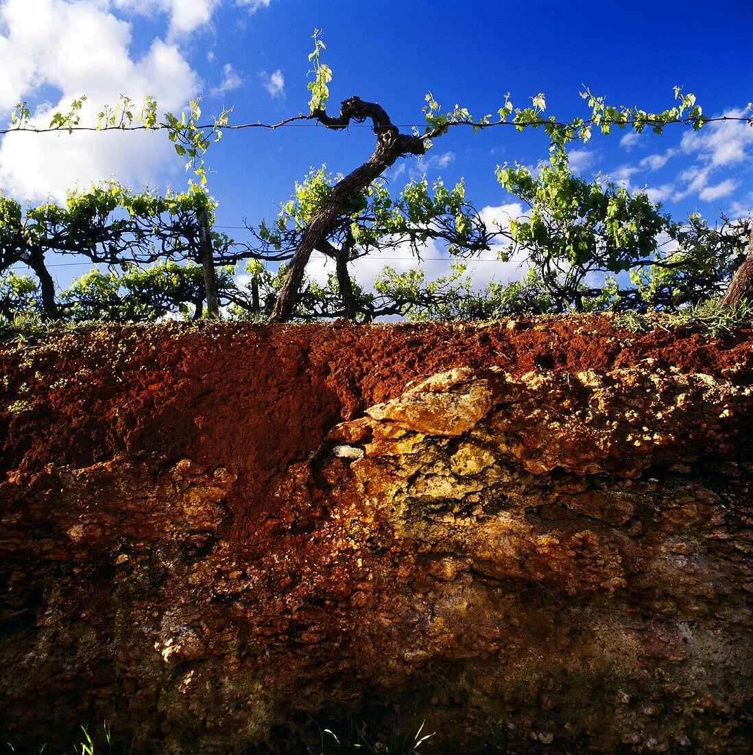 Bodenprofil eines Lehm-Kalksteinbodens,Connawarra,Australien