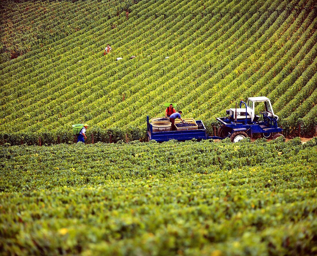 Lese von Pinot Noir-Weintrauben, Clos de la Roche, Côte d'Or