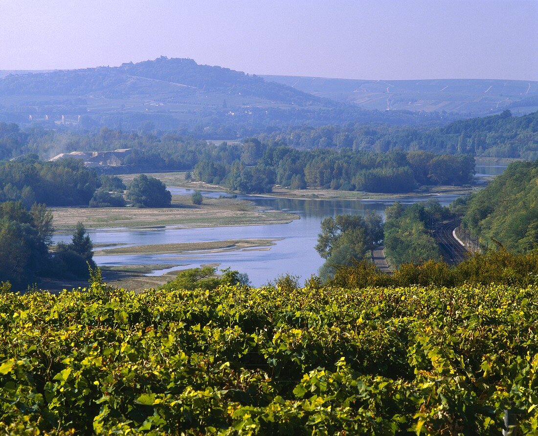 Weinberge am Fluss Les Loges nahe Sancerre, Nievre, Loire