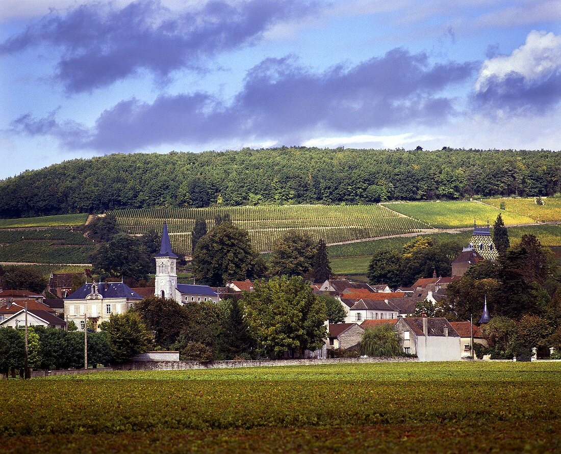 Blick über die Weinberge von Aloxe-Corton, Côte d'Or, Beaune