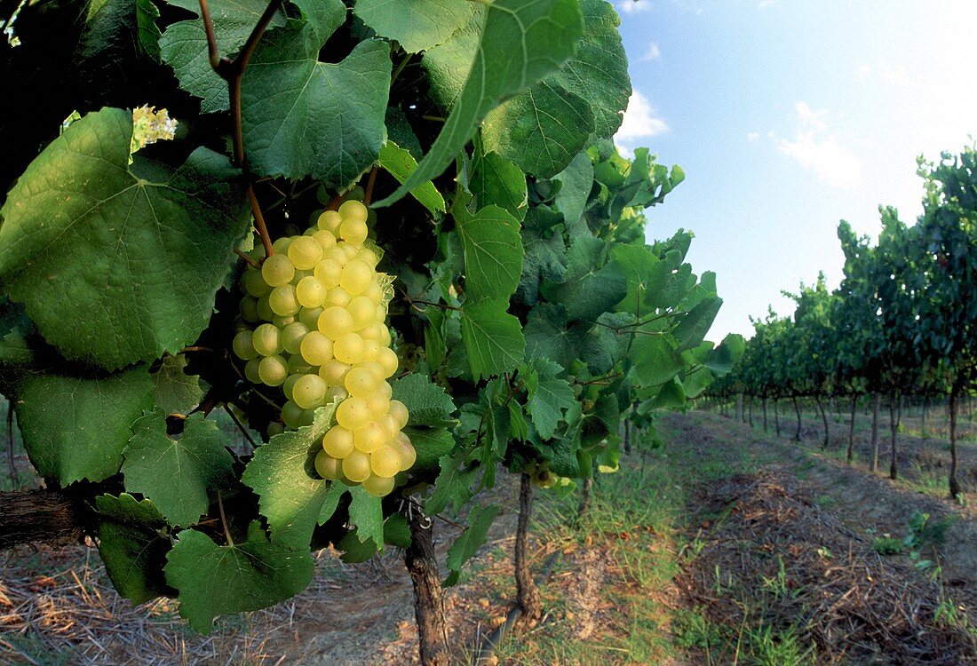 Chardonnay-Weintrauben in einem Weinberg in Südafrika