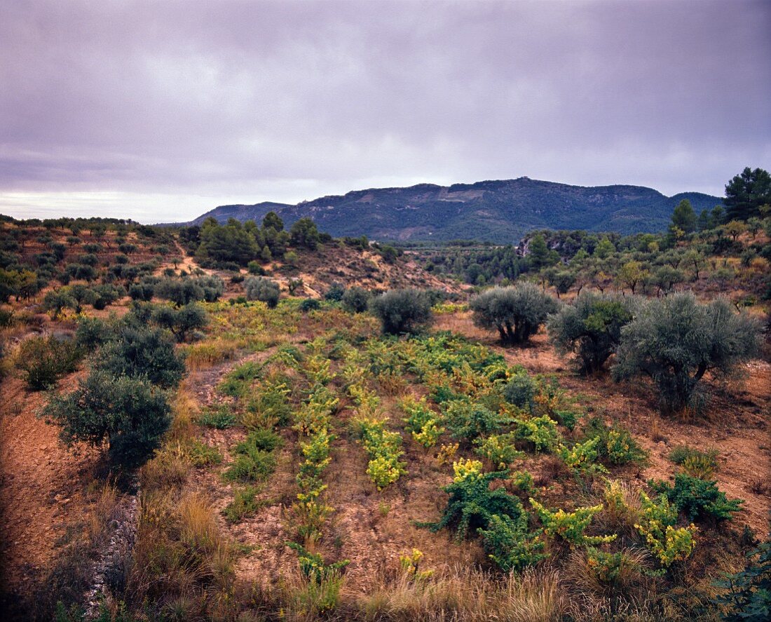 Weinberg bei Cabassers in Tarragona, Katalonien, Spanien