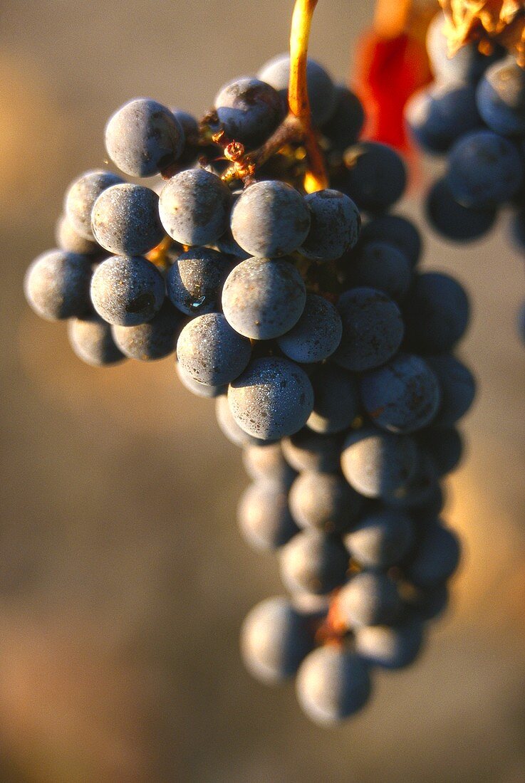 Merlot grapes on the vine, in sunlight
