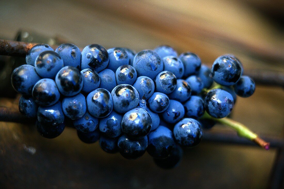 Grenache-Traube, geerntet