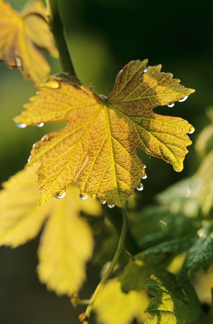 Herbstliche Weinblätter in Corbieres, Südfrankreich