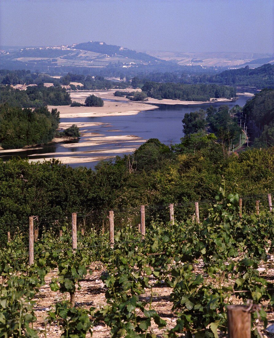 Weinberge an der Loire bei Pouilly-sur-Loire, Frankreich