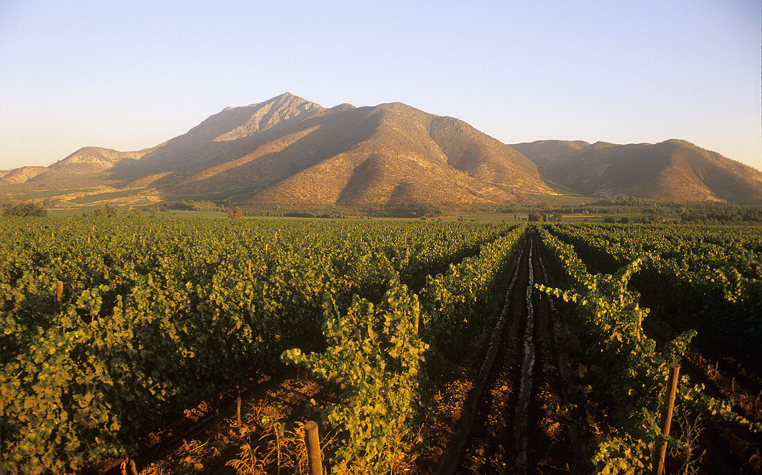 Weinanbau des Weinguts Santa Rita, Maipo-Tal, Chile