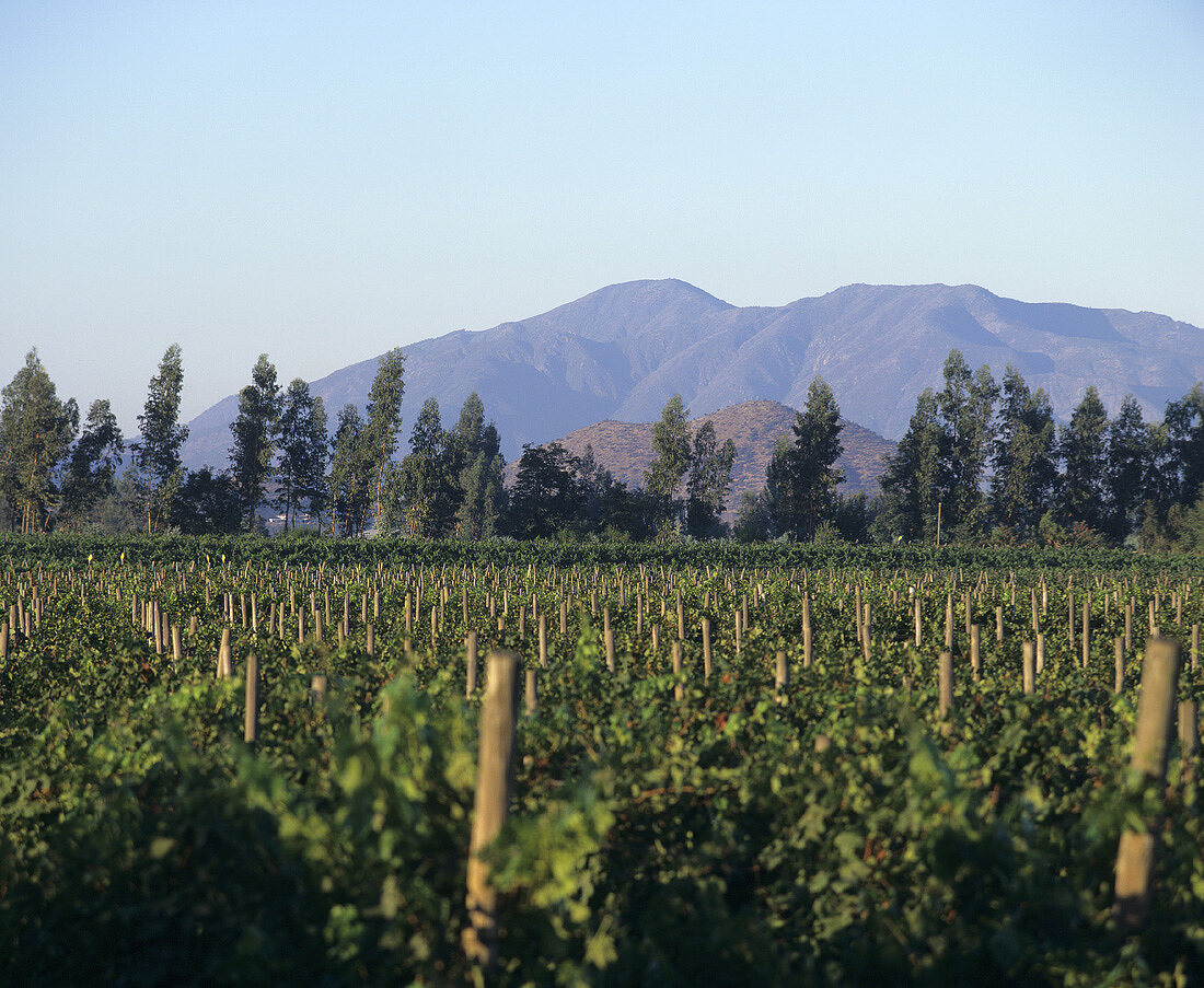 Vines growing in Curico Valley, Chile