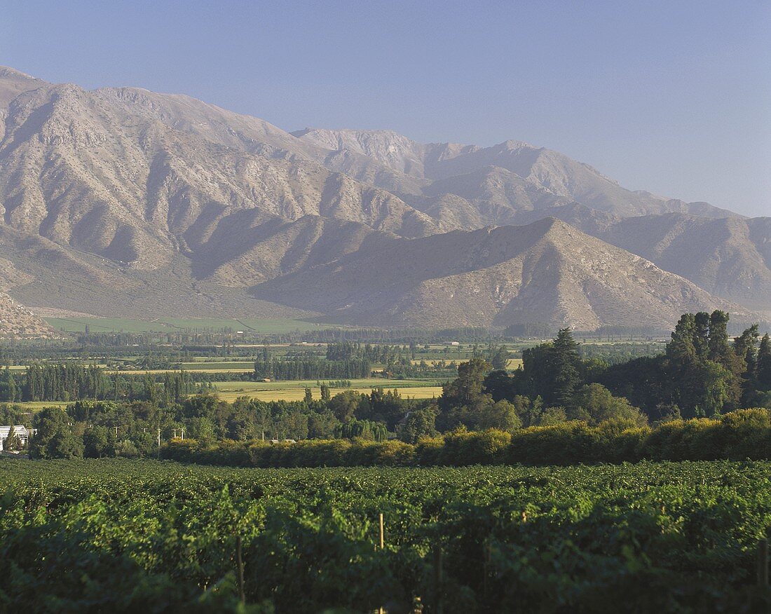 Vineyards in Valle del Aconcagua, Chile