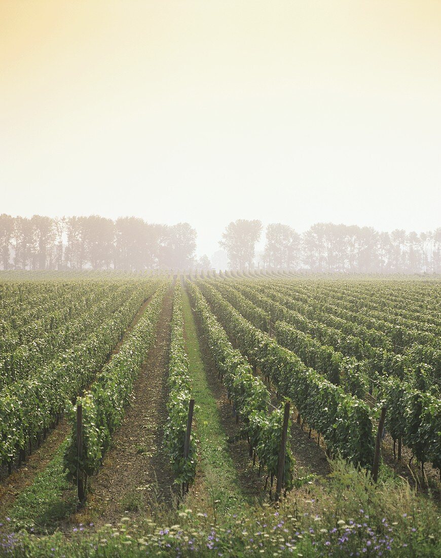 Weinberg bei Kallstadt, Rheinpfalz, Deutschland