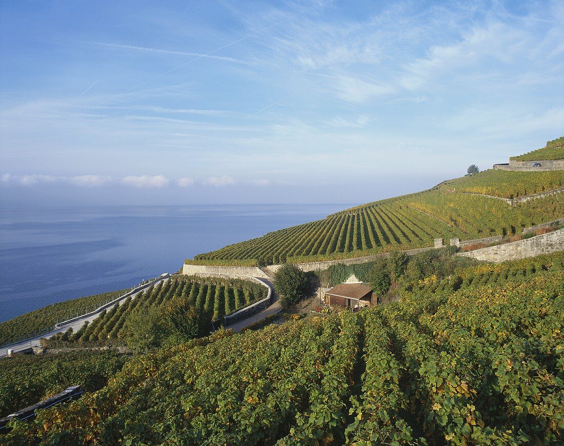 View over vineyards to Lake Geneva, Switzerland