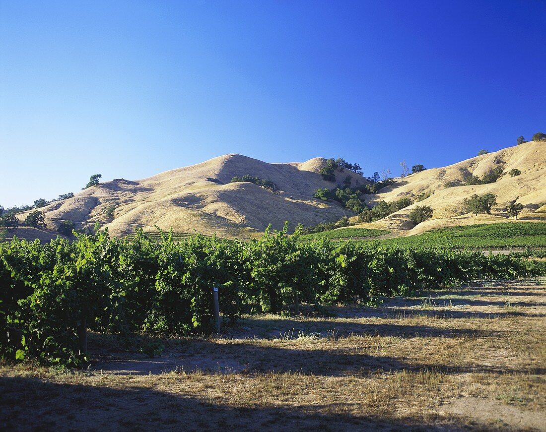 Vineyards near Healdsburg, Sonoma, California, USA