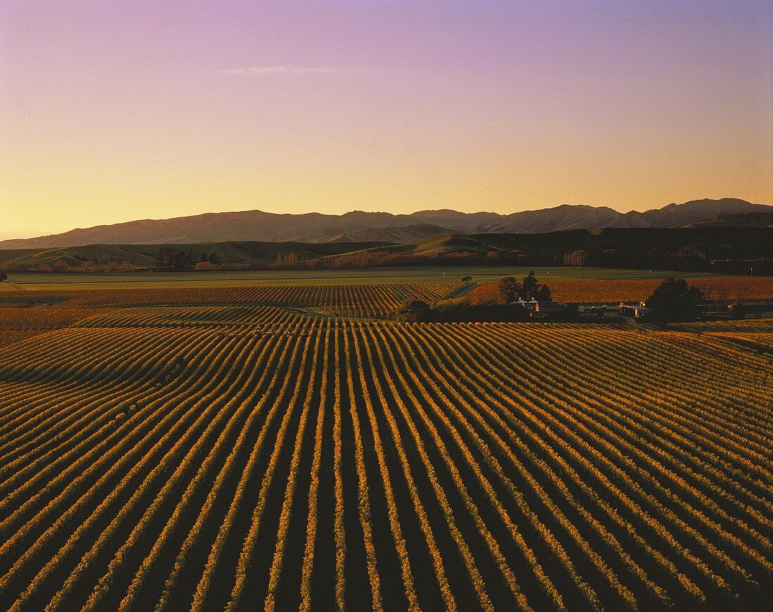 Das Weingut Montana Brancott, Marlborough, Neuseeland