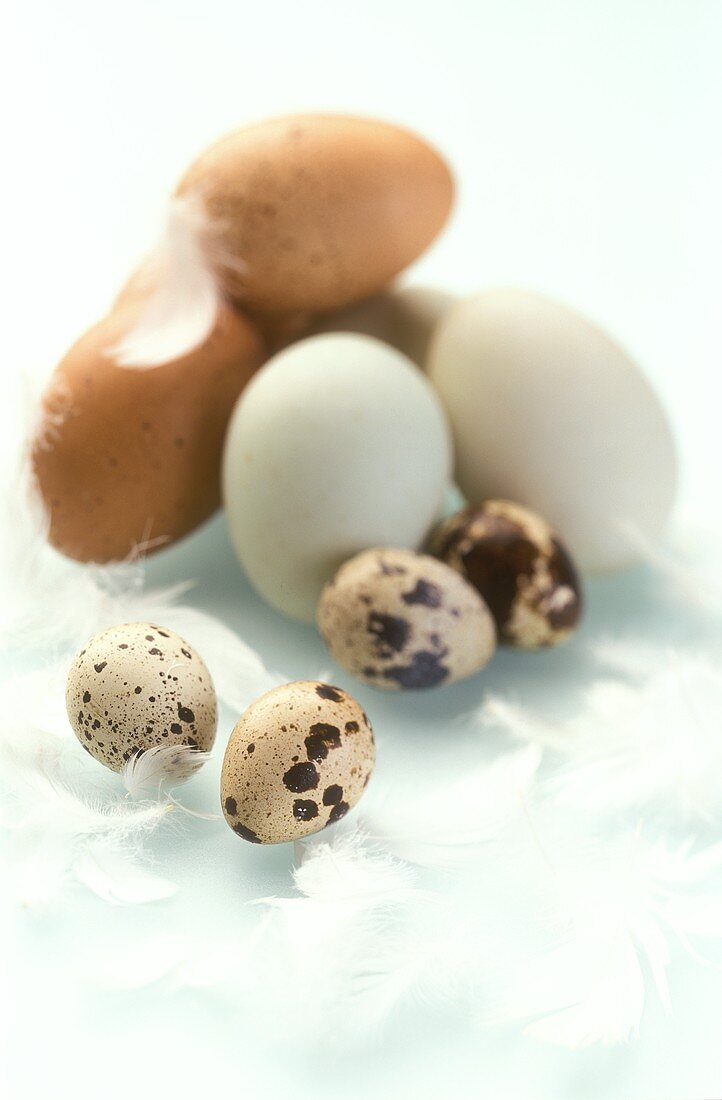 Quail's eggs, white and brown hen's eggs