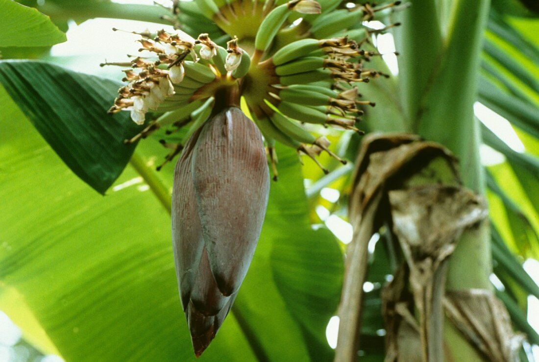 Banana flowers with young fruit (Asia)