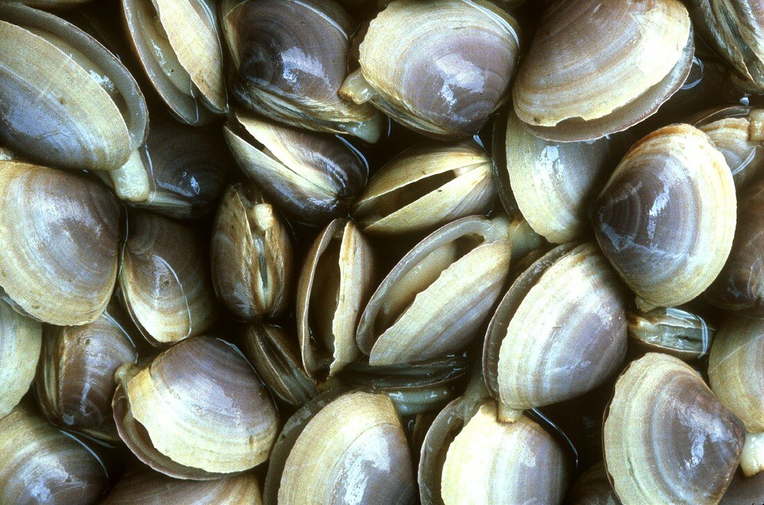 Muscheln aus Thailand