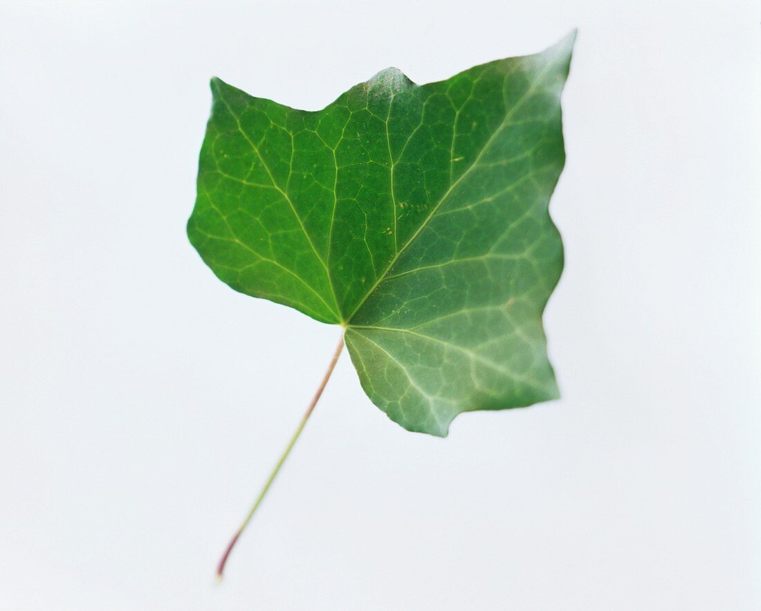 An ivy leaf