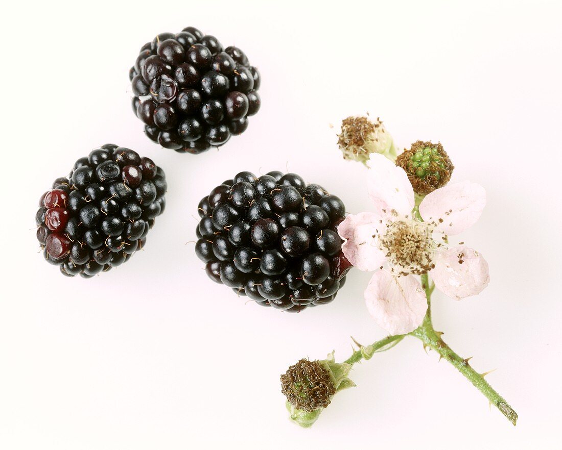 Three blackberries and a blackberry flower