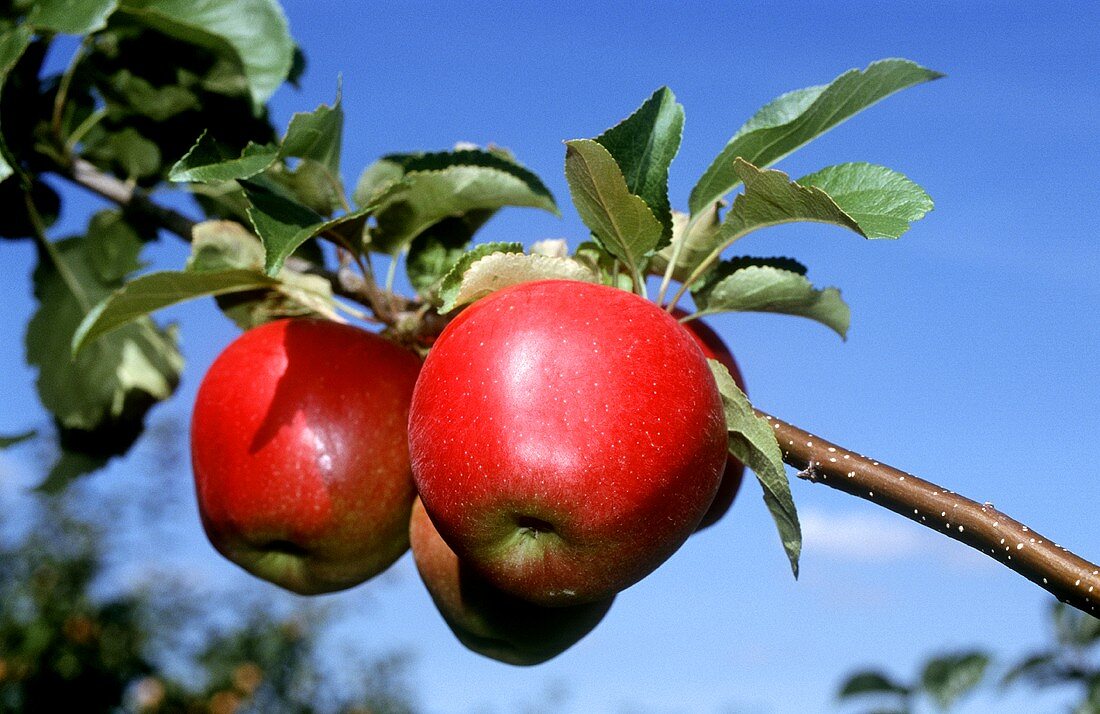 Äpfel der Sorte Saturn am Baum
