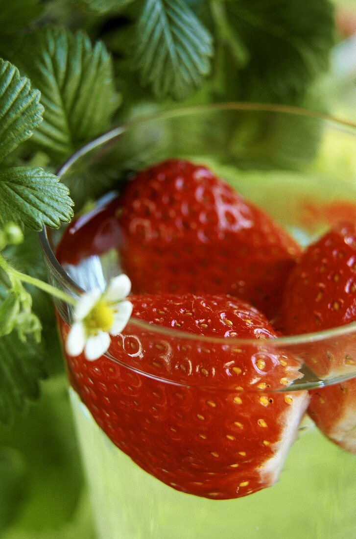 Fresh strawberries in a glass of punch (close-up)
