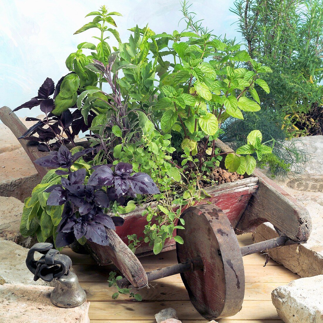 Fresh herbs planted in a small wooden wheelbarrow