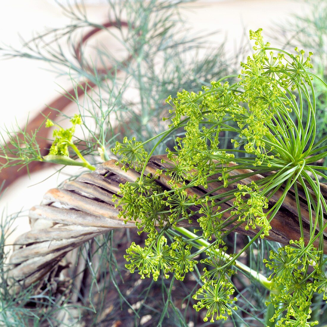 Dill flowers (close-up)