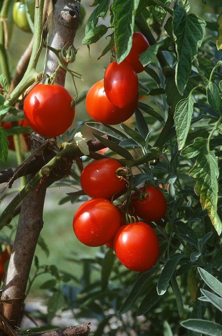 Tomaten der Sorte Gardener's Delight am Strauch