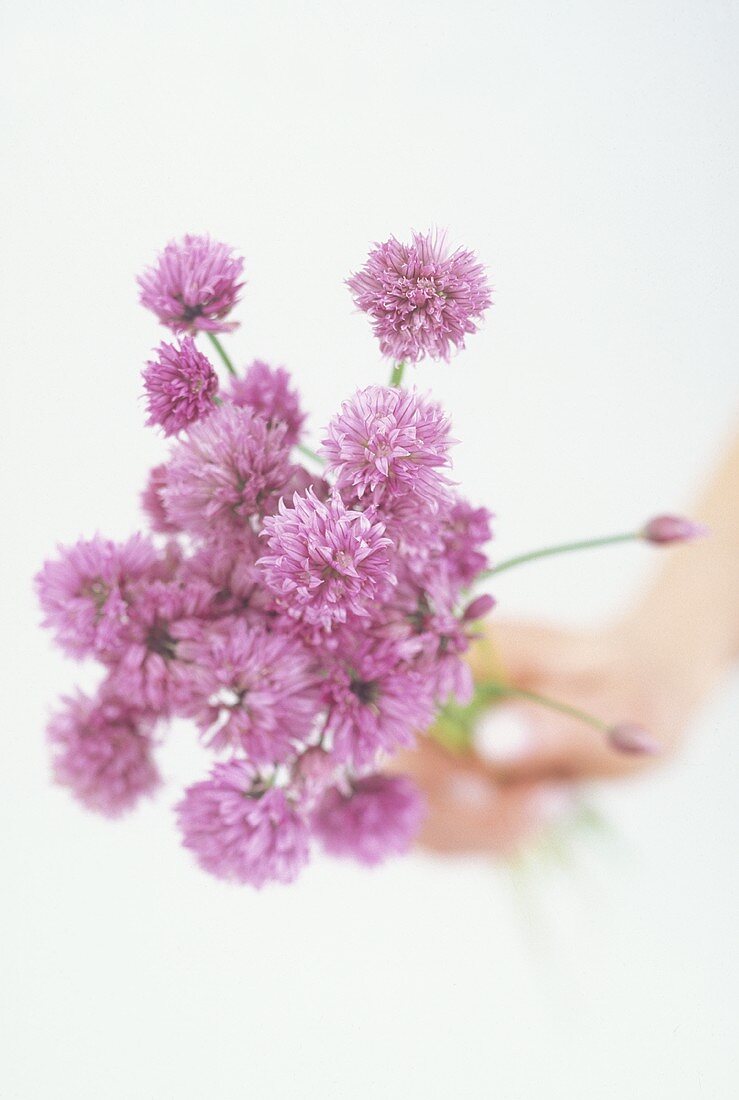 Hand holding chive flowers