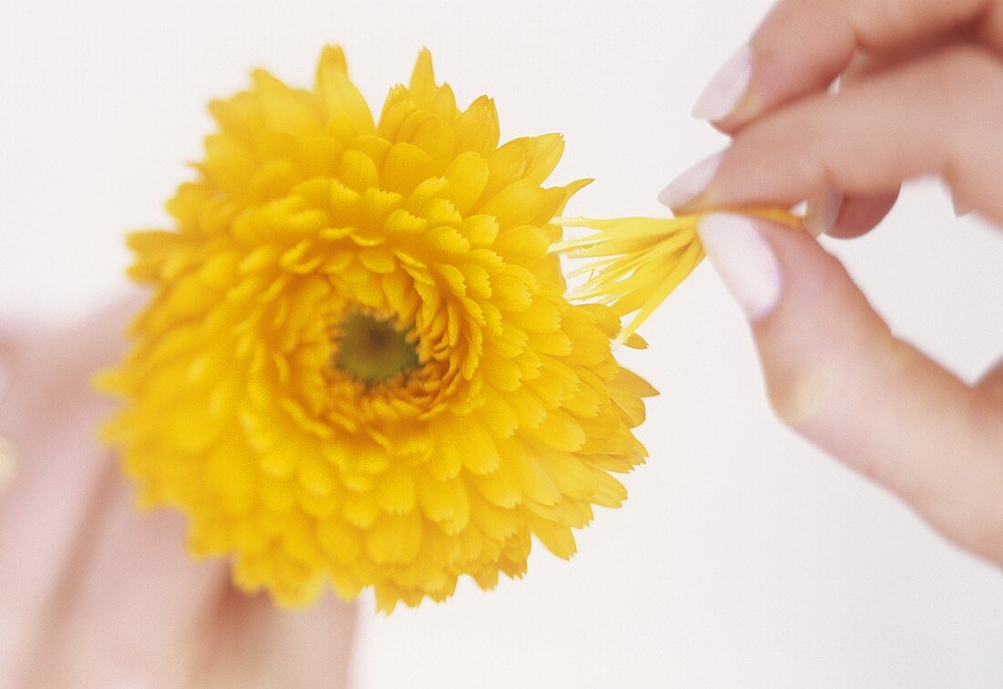 Hand zupft Blätter einer Ringelblume (Calendula officinalis)