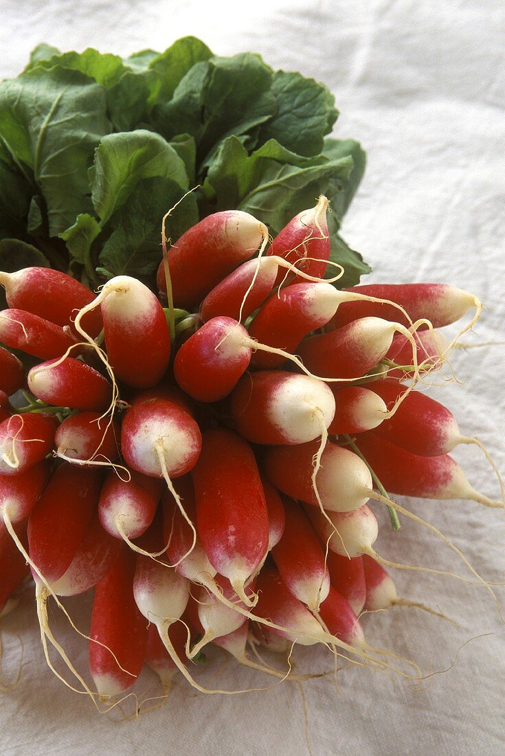 A Bunch of Fresh Radishes