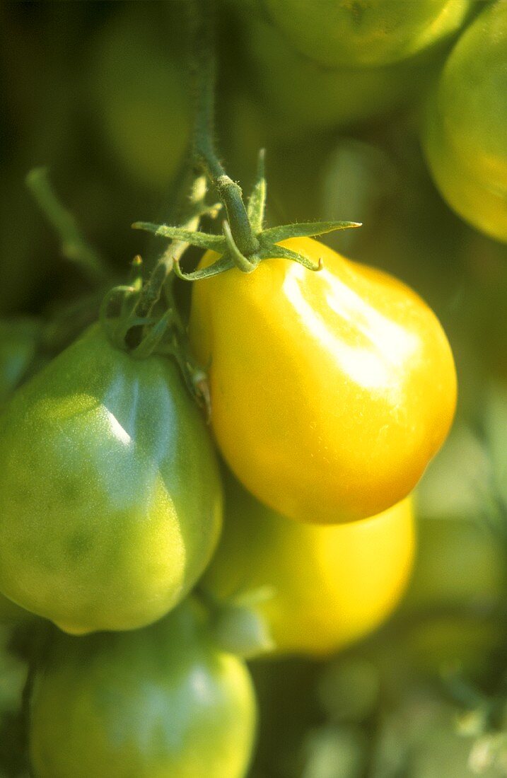 Gelbe Tomaten am Zweig, Sorte Lemon Tree