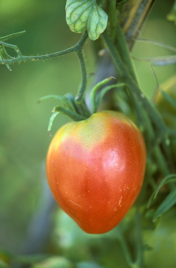 Tomate der Sorte Giant Oxheart (bzw.Coeur de Boeuf) am Zweig