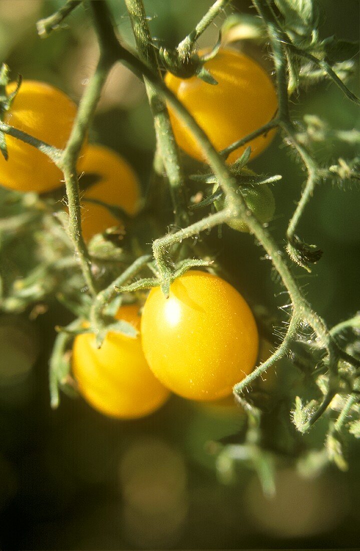 Cerise Jaune (or Cerise Orange) cherry tomatoes