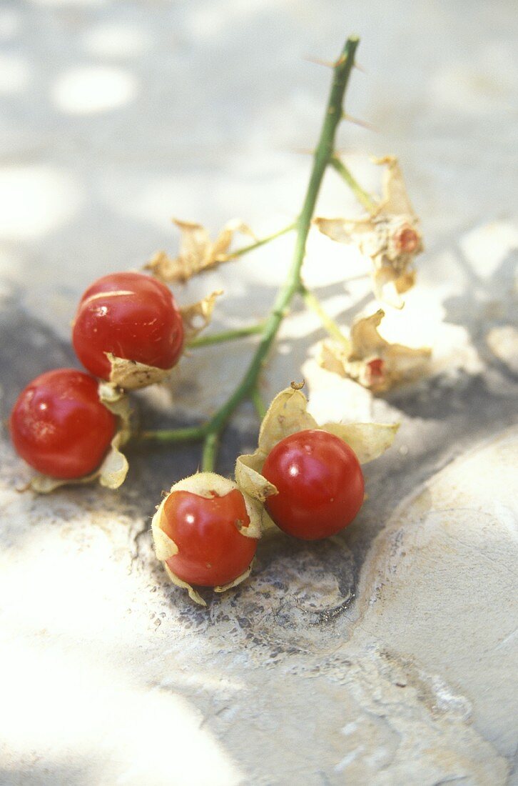 Litchitomate (Morelle de Balbis, lat.Solanum sisymbriifolium)