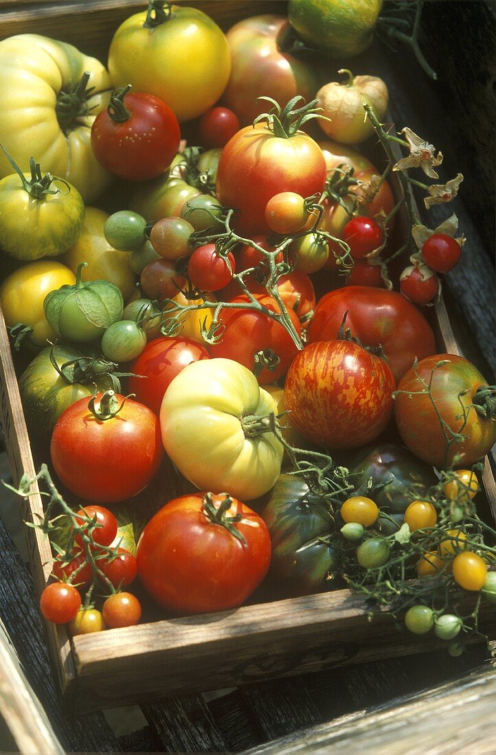 Lots of different varieties of tomatoes in a crate