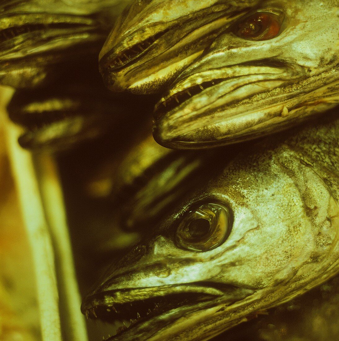 Smoked hake in crate