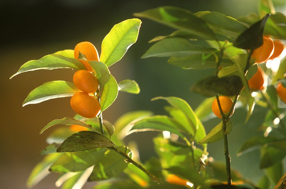 Kumquatfrüchte an Zweigen, Südfrankreich, Grasse