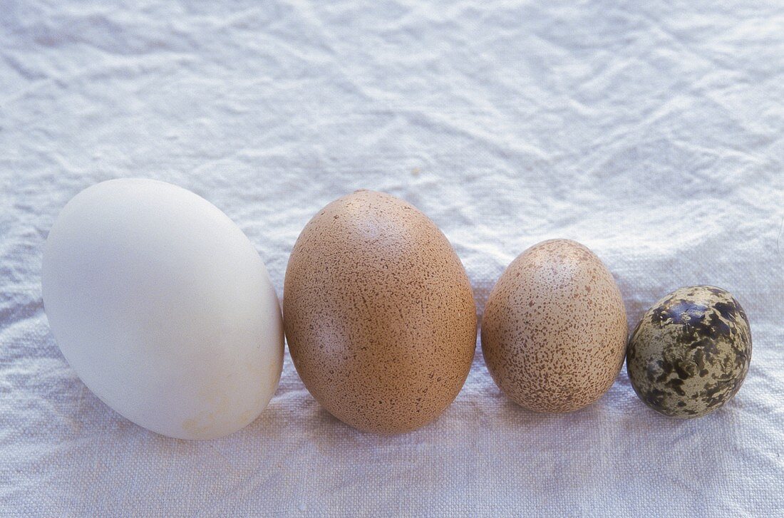 Still life with eggs (l-r: duck, hen, guinea-fowl, quail)