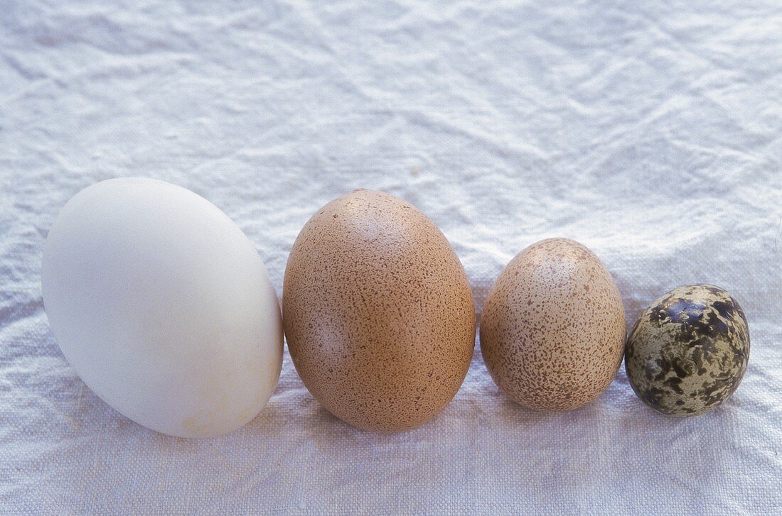 Stillleben mit Eiern (v.l.n.r. Ente, Huhn, Perlhuhn, Wachtel)